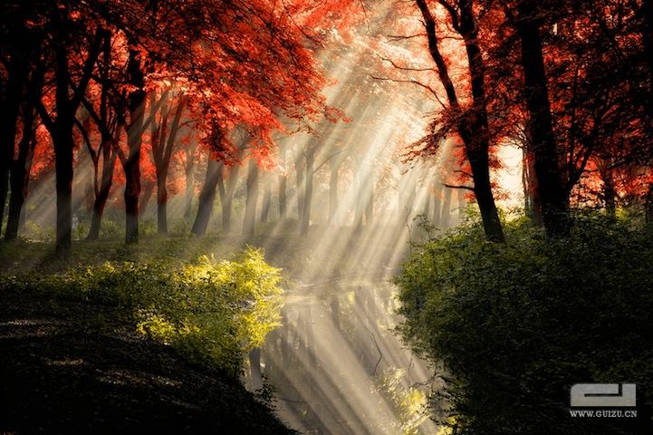 一组极美的阳光森林摄影照片