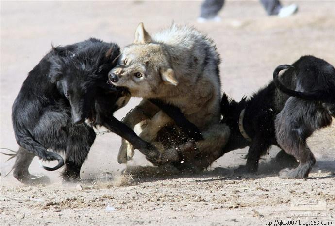 狩猎节上野狼与鹰犬的惨烈搏斗